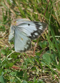 Orange Sulphur